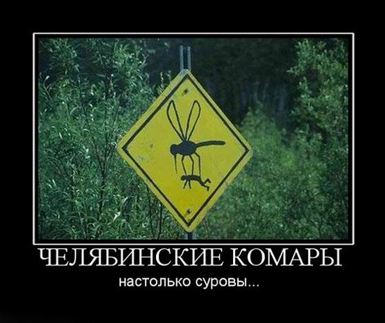 Челябинские комары