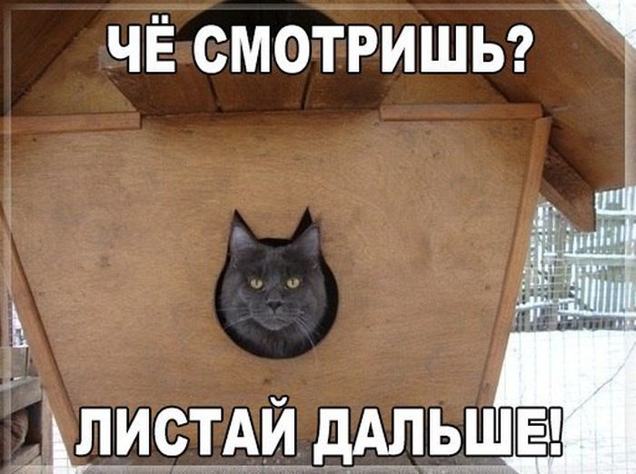 Кот в будке